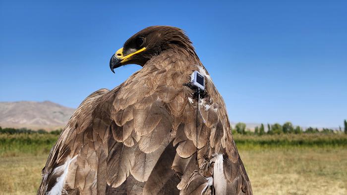 steppe eagle