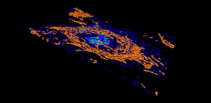 Organelles within cell