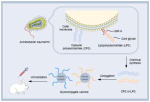 THE UNIQUE RARE SUGAR STRUCTURES IN ACINETOBACTER BAUMANNII SURFACE POLYSACCHARIDES (CPS/LPS) ESTABLISH THEM AS A HIGHLY PROMISING TARGET FOR DEVELOPING EFFECTIVE GLYCOCONJUGATE VACCINES.