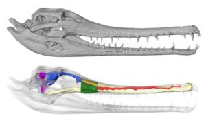 The internal anatomy of Tomistoma schlegelii