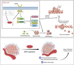 Proposed mechanism of MFAP2 promoting colorectal cancer (CRC) metastasis and drug resistance.