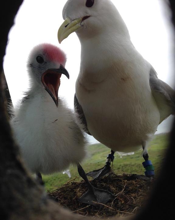 Kittiwake chick