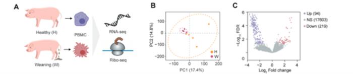 Weaning stress rewires immune translation through GC-rich codons and gut microbes in piglets