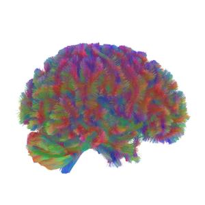 Era Five: A representative MRI tractography image of the fifth era of the human brain.