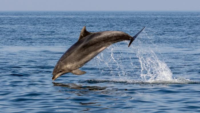 Bottlenose dolphin in the Adriatic Sea