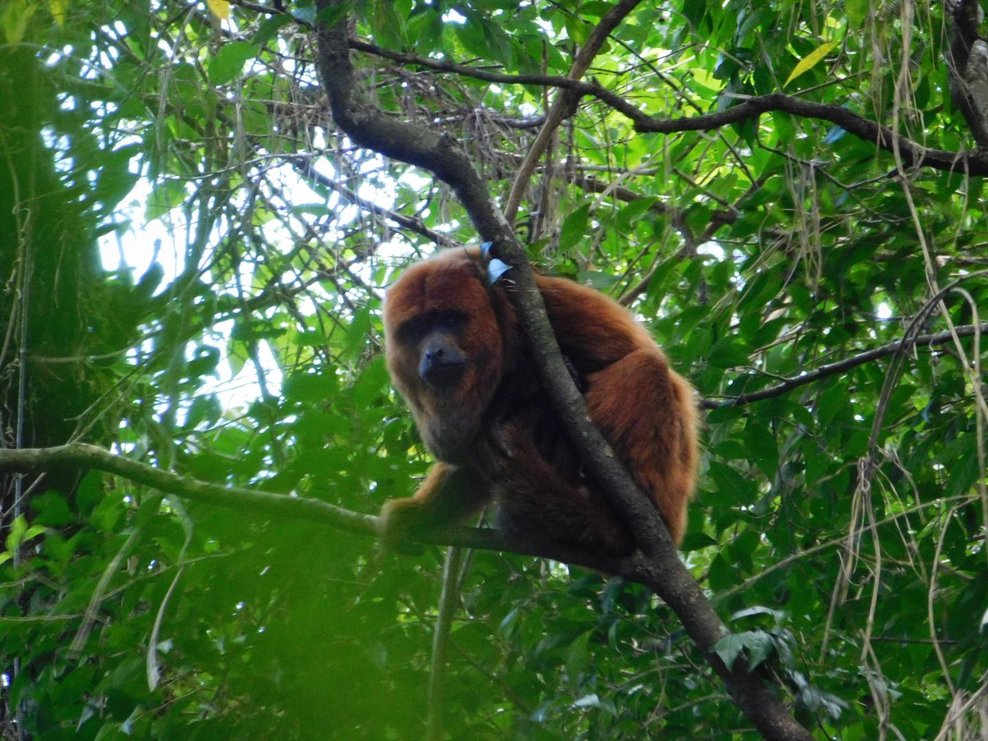 Alouatta guariba_macho