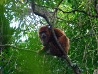 Alouatta guariba_macho