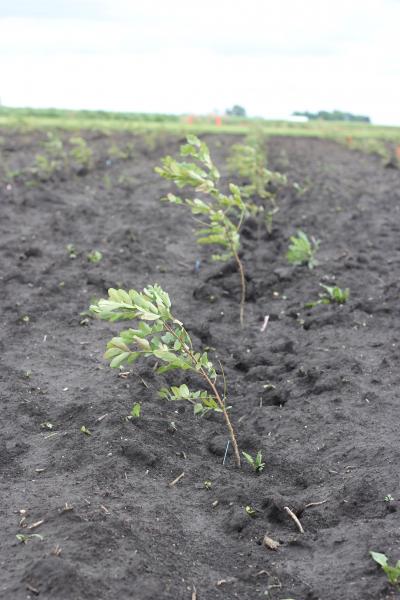 Black Locust Seedlings
