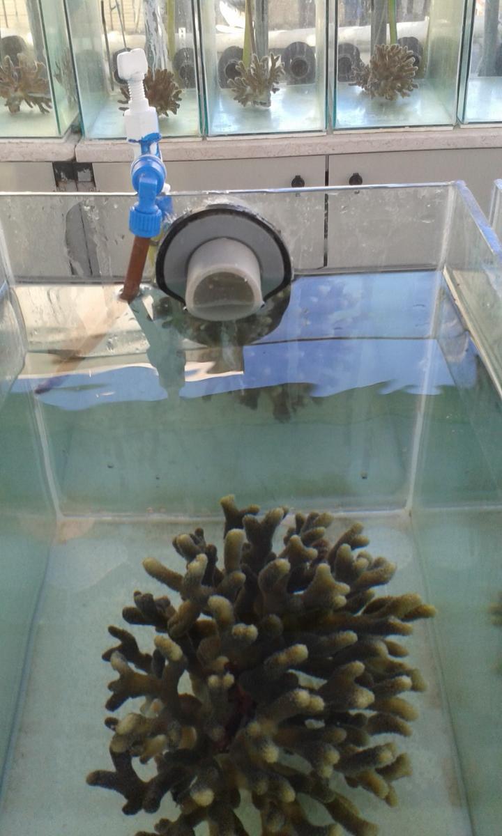 Parent Coral
