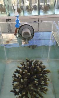 Parent Coral