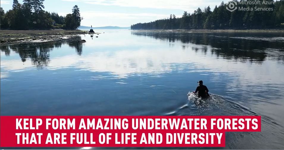 Simon Fraser University-led biobank aims to save west coast kelp forests