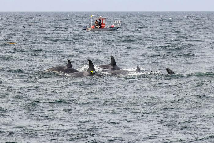 Northern resident killer whale with the research vessel Steller Quest in the background.