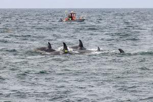 Northern resident killer whale with the research vessel Steller Quest in the background.