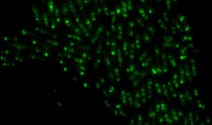 DNA Replication Machinery