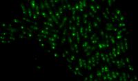 DNA Replication Machinery