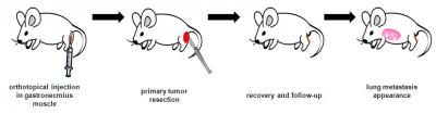 Orthotopic Animal Model