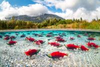 Sockeye Salmon in Lake