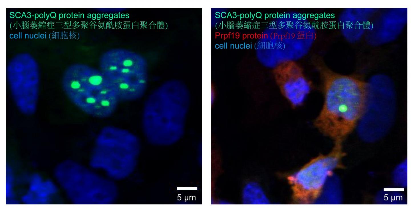 Microscopy image