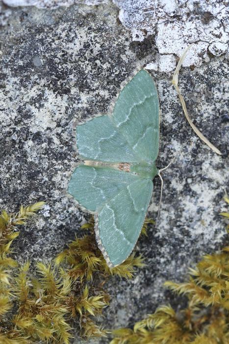 Common Emerald moth