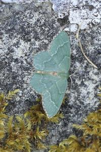 Common Emerald moth