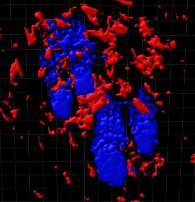 CNIO Researchers Activate Hair Growth by Modifying Immune Cells