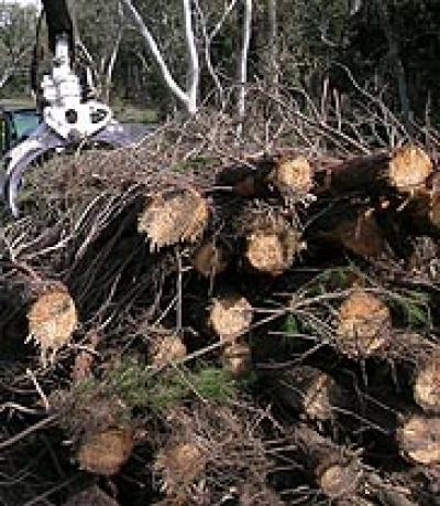 Forest Thinnings