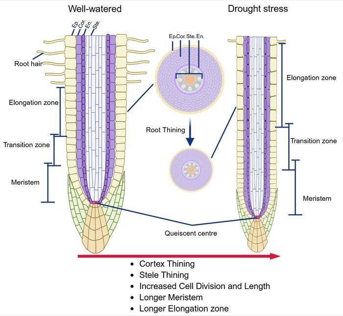Diagram of adaptive traits of primary roots under drought stress.