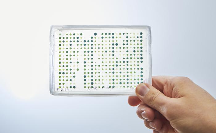 Microtiter plate