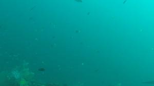 A pregnant female pelagic thresher shark.
