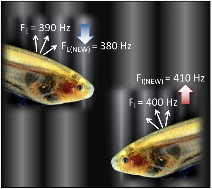 Eigenmannia Jamming Avoidance Response