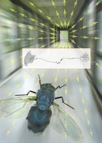 Flux Field Illustration