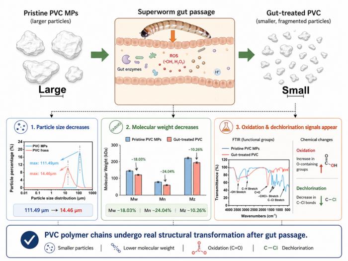 Superworm Gut Biodegrades PVC Microplastics Through Host–Microbe Interactions