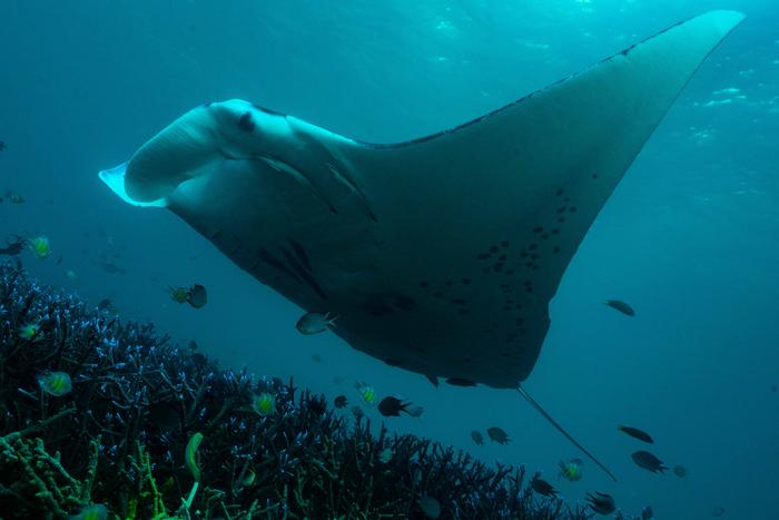Manta ray