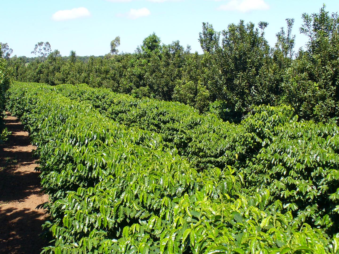Coffee Macadamia