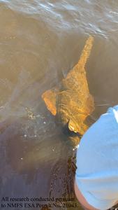 Smalltooth Sawfish