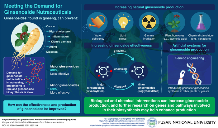 A comprehensive review of ginsenosides
