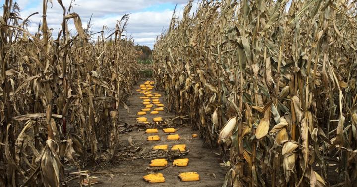 Yellow corn