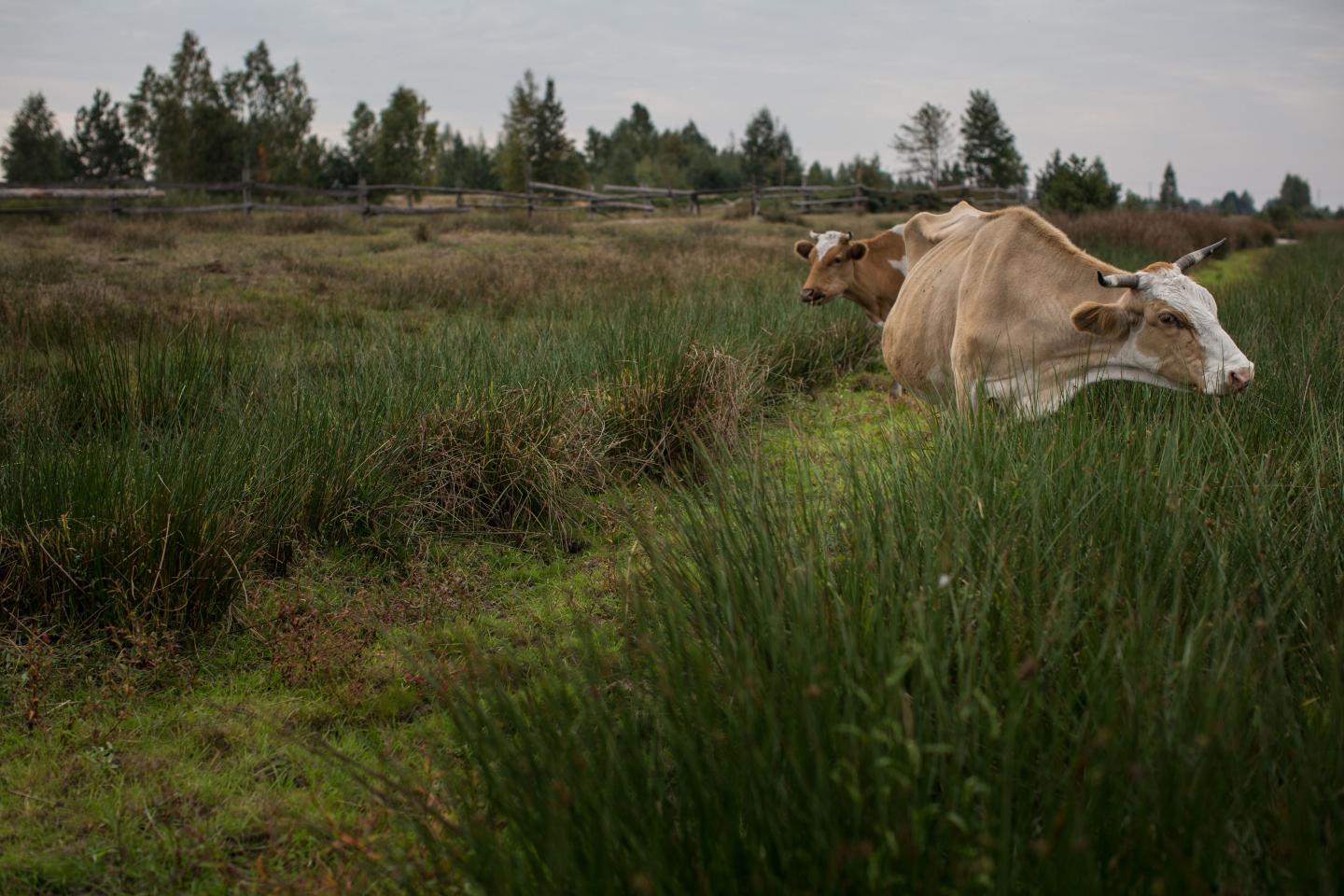 Cows on the Marshes in the Rivne Region