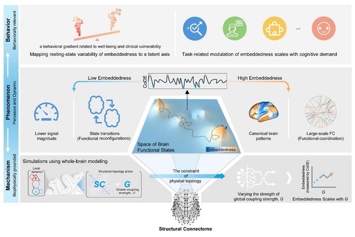 Structural connectome embeddedness across mechanisms, brain states and behavior