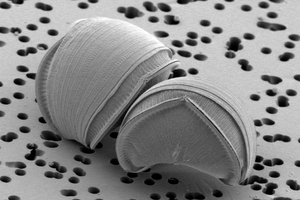 New diatom species