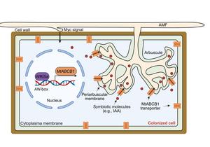 AP2-domain transcription factor WRI5a-regulated MtABCB1 promotes arbuscule development in mycorrhizal symbiosis
