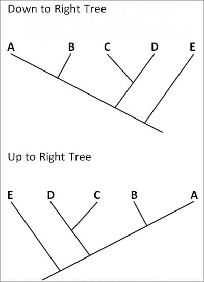 Research Shows that Students Have Better Comprehension When the Trunks Angle Down to the Right