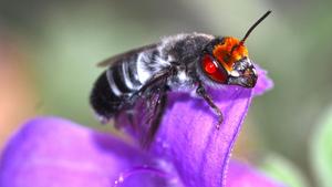 A bee (Megachile aurifrons) rests on a flower
