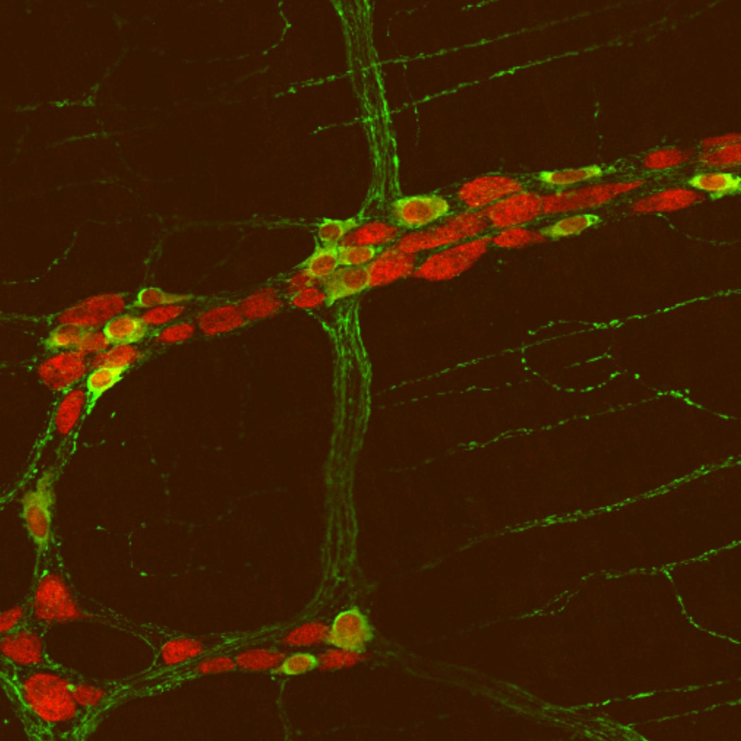 Gut Neurons