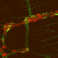 Gut Neurons