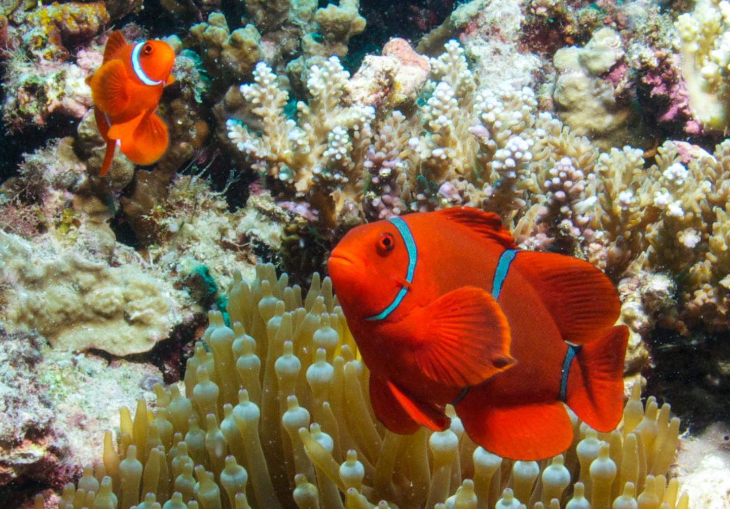 Clownfish