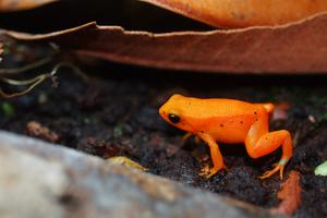 Mantella aurantiaca