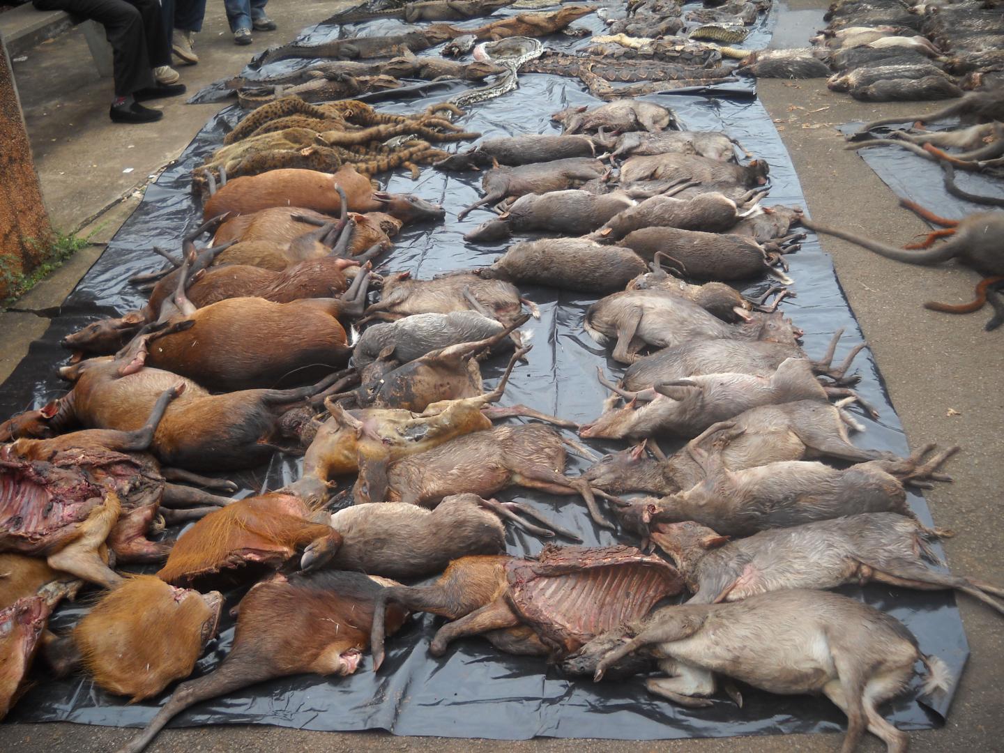 Hunting By Humans Significantly Reduces Bird and Mammal Populations