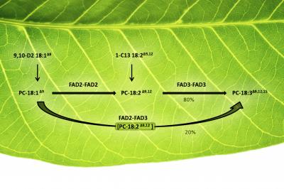 Metabolic Pathway