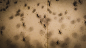 mosquitoes